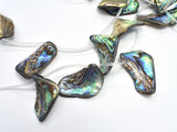 Abalone (18-25)x(28-35)mm Free Form Beads, Side Drilled, 14 Inch-BeadDirect