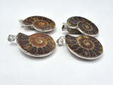 Ammonite Pendant, Fossil Pendant, with Silver Tone Base Metal Bail 1 piece-BeadDirect