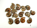 Ammonite Opalized Fossil Whole Shell, 1 piece-BeadDirect