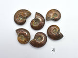 Ammonite Opalized Fossil Whole Shell, 1 piece-BeadDirect